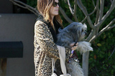 瑞切尔·贝尔森(Rachel Bilson)


Rachel的豹纹外套搭配黑色瘦腿裤与马靴帅气十足的装扮。裸色的铆钉包包很有质感，手里灰色的卷毛狗狗让她看起来更具母性味道。
