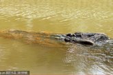 菲律宾Bunawan，一条50岁高龄的咸水鳄。它有6.4米长，重达1075千克，被怀疑曾吃过一名当地人。这个月3号它被当地村民成功捕获。政府计划利用它开发当地旅游，而动物权利保护者则呼吁将这个比吉尼斯世界纪录目前确认的最大鳄鱼还要巨大的家伙放归野外。
