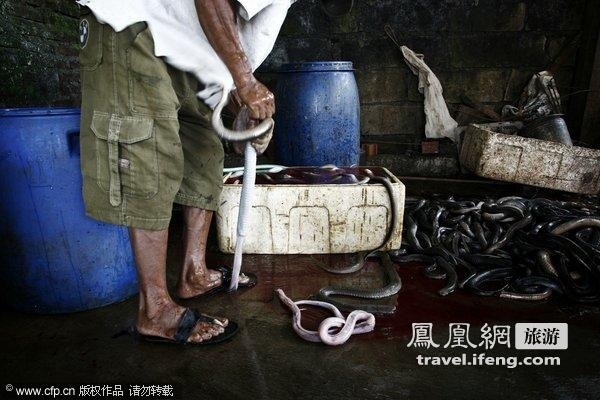 血腥杀蛇 探秘中国第一蛇村