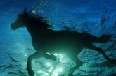 马儿在海中游泳的这种场景我们并不常见，摄影师Kurt Arrigo捕捉到了马儿在马耳他沿岸海水中游泳的场景，这匹马和它的教练在海中一前一后的游泳，为比赛做练习，马儿在海中游了整整30分钟。