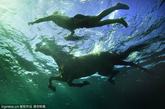 马儿在海中游泳的这种场景我们并不常见，摄影师Kurt Arrigo捕捉到了马儿在马耳他沿岸海水中游泳的场景，这匹马和它的教练在海中一前一后的游泳，为比赛做练习，马儿在海中游了整整30分钟。