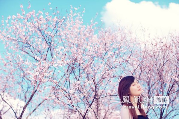 澳洲进入初春 桃花浪漫盛开
