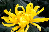 2011年9月21日，北京植物园第十九届市花展将在北京植物园隆重举办，花展主题为《秋色雅韵》。