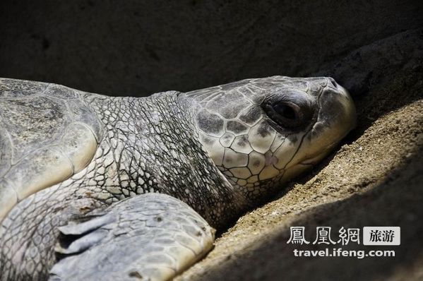 感知爆炸后的宁静 静观2011年巴厘岛之旅