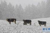 在奥地利西部蒂罗尔州首府因斯布鲁克以东10公里的一个村庄，几头牛在风雪中伫立。