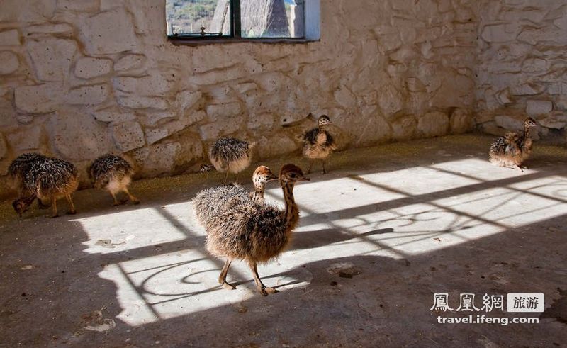 南非旅游纪念品 不带钻石带“鸵鸟”