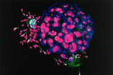 人类胚胎和精子 　这看起来像个战事不断的世界，但事实上它是一个受精5天后的卵子，一些精细胞仍粘贴在它表面。这张色彩艳丽的美丽图片，是利用共聚焦显微镜拍摄的。胚胎和精细胞核呈紫色，而精子的尾巴是绿色。蓝色区域是缝隙连接(gap junction)，它们把细胞彼此联系在一起。（文/凤凰网健康综合，图/资料图） 