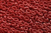 红血球。从这张图片上看，它们很像肉桂色糖果，但事实上它们是人体里最普通的血细胞——红血球。这些中间向内部凹陷的细胞的主要任务，是将氧气输送到我们的整个身体。在女性体内，每立方毫米血液中大约有400万到500万个红血球，男性每立方毫米血液中有大约500万到600个红血球。居住在海拔较高的地区的人，体内的红血球数量更多，因为他们生活的环境氧气相对更少。（文/凤凰网健康综合，图/资料图） 
