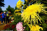 “秋色雅韵”第十九届北京市花展在北京植物园开幕。