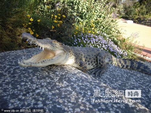 环球旅行 澳大利亚惊现橙色鳄鱼