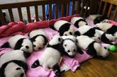 今年在保证“种群质量”优先的前提下，成都圈养大熊猫繁育再获丰收，共繁育成活大熊猫8胎12仔，工作人员都为小熊猫起好了名字，它们相互依偎在一起集体亮相，引来众人关注。