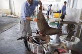 浙东沿海一个不起眼的小镇，却以鲨鱼加工鱼翅而在网上引起反响。工人将冻库的鲨鱼拖出来解冻加工。