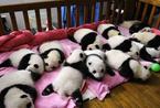 12只新生大熊猫宝宝 可爱依偎亮相 