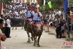 柬埔寨亡人节 上演勇士骑水牛大赛