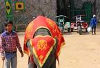 泰国大象当“按摩师” 技术高超受赞叹