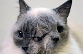 美国马萨诸塞州有一只名为“弗兰克&路易”的猫的脸上，有两张嘴，两个鼻子和三只眼睛。弗兰克&路易这种变异情况的发生概率仅有百万分之一。 不过在主人的悉心照料下，弗兰克&路易的生命力极其顽强，如今，它已经迎来了自己12岁的生日，不但成为电视明星，最近还被载入了吉尼斯世界纪录。
