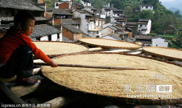 中国最美乡村 江西婺源忙丰收胜景迎国庆