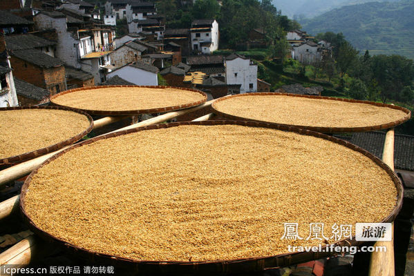 中国最美乡村 江西婺源忙丰收胜景迎国庆