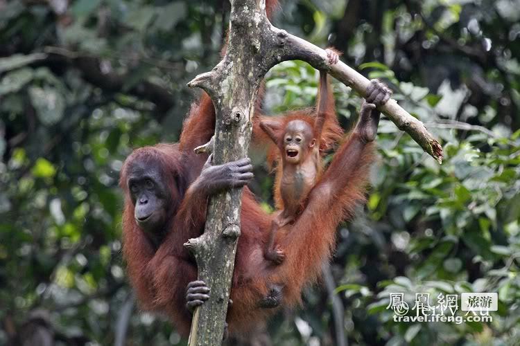 探秘马来西亚沙巴州雨林 珍奇鸟兽的家园