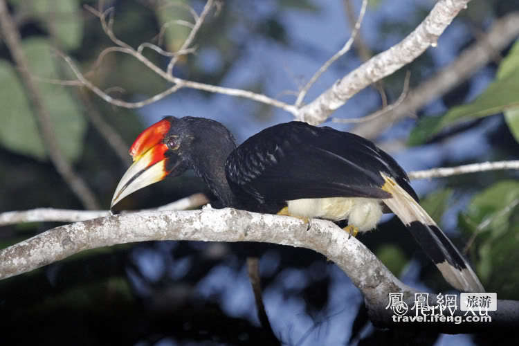 探秘马来西亚沙巴州雨林 珍奇鸟兽的家园