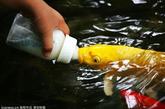 游客在山东潍坊市人民公园用奶瓶喂鱼。据了解，这种“吃奶鱼”是锦鲤的一种，经过训练后可以吮奶嘴，奶瓶里装的不仅有牛奶，还有一种特殊的鱼饵，“吃奶鱼”吸引了很多游客纷纷前来看稀奇。