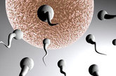 精子在睾丸里成熟需要两个半月。睾丸顶部的附睾是精子的“托儿所”，精子在这里要待上两个多月，才能成熟。