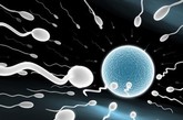 精子虽小，却力量强大。美国《生命科学》网站近日刊登的一篇文章中，列出了“关于精子的惊人新发现”。这些事实虽然让人感到不可思议，却能帮人们了解精子的真实状况。（凤凰网亲子论坛）