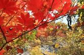 韩国江原道，雪岳山满山红叶秋意浓，吸引了络绎不绝的登山游客。雪岳山位于江原道，是韩国第三高峰，预计将在10月18日迎来其落叶期。
