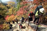 韩国江原道，雪岳山满山红叶秋意浓，吸引了络绎不绝的登山游客。雪岳山位于江原道，是韩国第三高峰，预计将在10月18日迎来其落叶期。