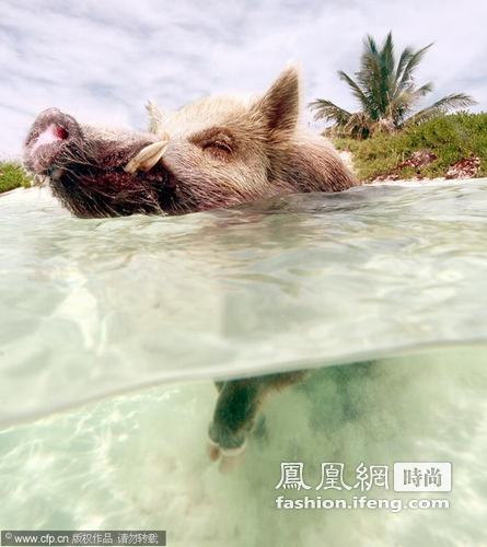 巴哈马 小野猪海滩生活比人舒适