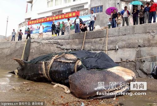 15吨巨无霸鲸鲨误入渔网 窒息而死