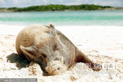 巴哈马 小野猪海滩生活比人舒适