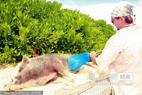 巴哈马 小野猪海滩生活比人舒适