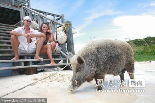 巴哈马 小野猪海滩生活比人舒适