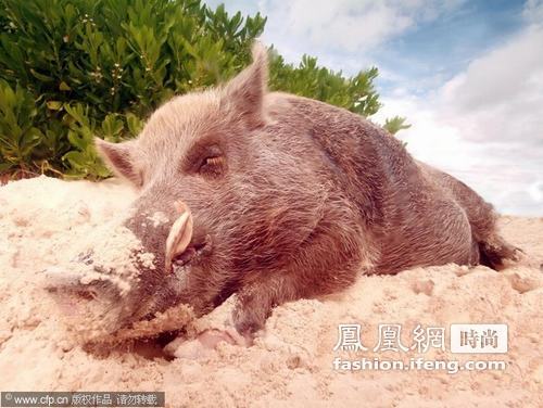 巴哈马 小野猪海滩生活比人舒适