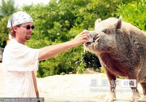 巴哈马 小野猪海滩生活比人舒适