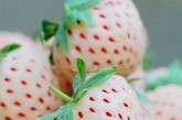 菠萝莓，正好跟日常中吃的草莓颜色相反。
