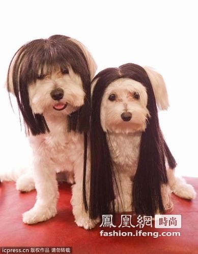 狗狗也玩cosplay  时尚假发晋身潮犬