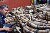 针对日益严重的象牙走私现象，泰国国家公园和野生动植物保护局联合素万那普国际机场及国际有关组织近日发起呼吁，停止捕猎野生大象和走私象牙制品的行为，同时在机场设立专门的检查点，对进出泰国的所有象牙和象牙制品进行严格监控和检查。　　据悉，泰国目前已经被公认为世界上象牙非法贸易最为肆虐的5个国家之一。