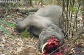 “血牙”最为珍贵象牙中比较稀缺的一种叫“血牙”，顾名思义，就是在大象还活着的时候切割下来的象牙。在残忍的切割过程中，大象的血会渗透进象牙中，整颗象牙会呈现淡淡的棕红色。由于数量稀少，血牙被视为象牙中的极品，也因此助长了非法捕猎者的贪婪。