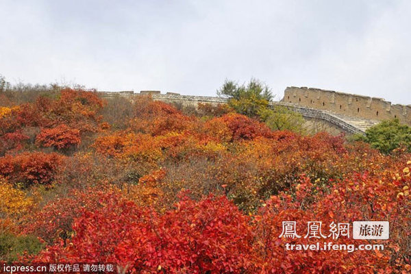 北京八达岭红叶岭红叶进入最佳观赏期