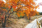 2011年10月15日，位于青龙桥车站附近的八达岭红叶岭进入最佳观赏期，许多市民与游客慕名前来观赏秋季红叶的亮丽风采。