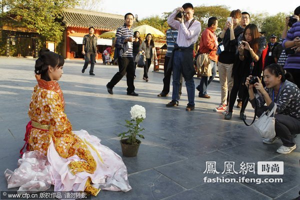 穿越女“李师师”万元卖菊花回大宋