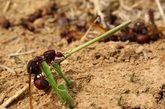 在桑坦德省，“大臂部蚁后”是一种十分美味的食品，当地人一般炒着吃。抓一把炒熟的蚂蚁放在嘴里大口大口地咀嚼时，会感到酥脆无比、浓香四溢。 