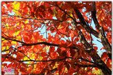 深秋的红叶，似团团殷红的火焰，又似翩翩飞舞的彩凤，漫山遍野飞扬。  张爱东 摄