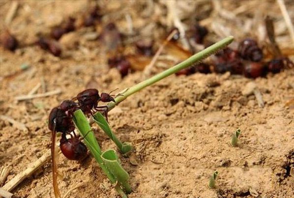 野味十足 实拍哥伦比亚人的蚂蚁零食