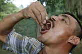 每年4月到6月间，在哥伦比亚北部的桑坦德省，成千上万的蚁农开始采收蚂蚁。蚁农采收的蚂蚁不是一般的小蚂蚁，而是一种尾部十分肥大的蚂蚁，当地人称之为“豪米加·库伦纳”，意思是“大臂部蚁后”。