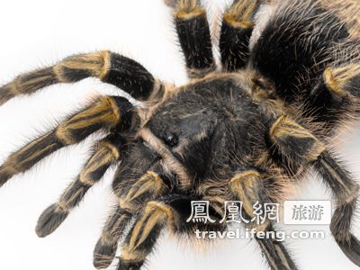 户外幽灵 世界上10种恐怖的巨型蜘蛛