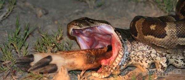 令人毛骨悚然 25只蟒蛇生吞猎物的恐怖瞬间