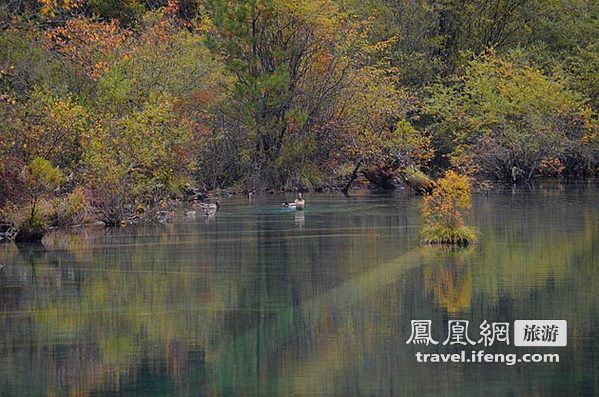 深秋自驾九寨沟 天府之地迷失斑斓色彩中